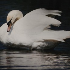 white swan weddings uk